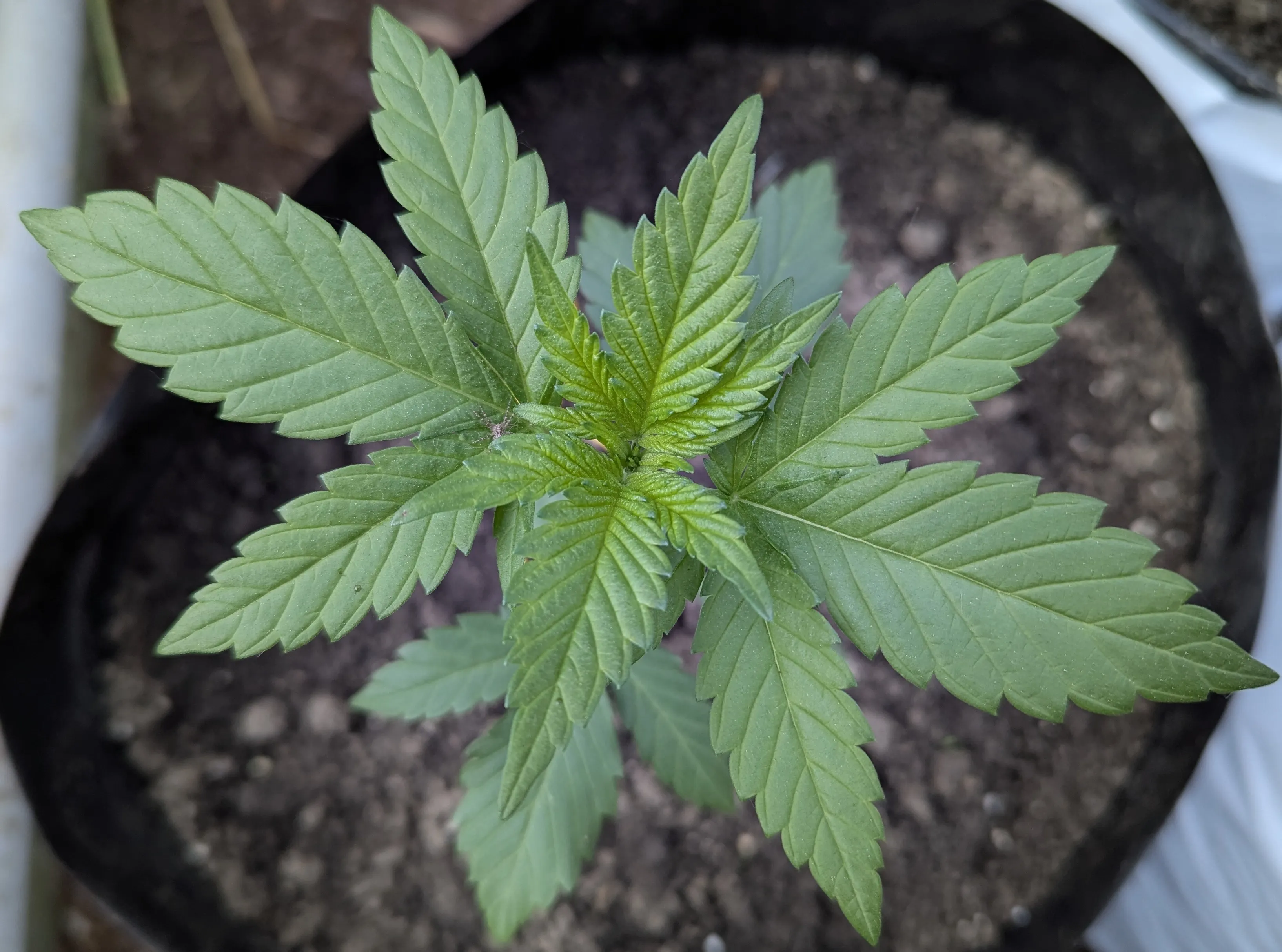 Cannabis nutrient deficiency chart and identifier. Pick the symptoms you see, and the picker narrows to the likely deficiency, pH lockout, or nutrient burn.