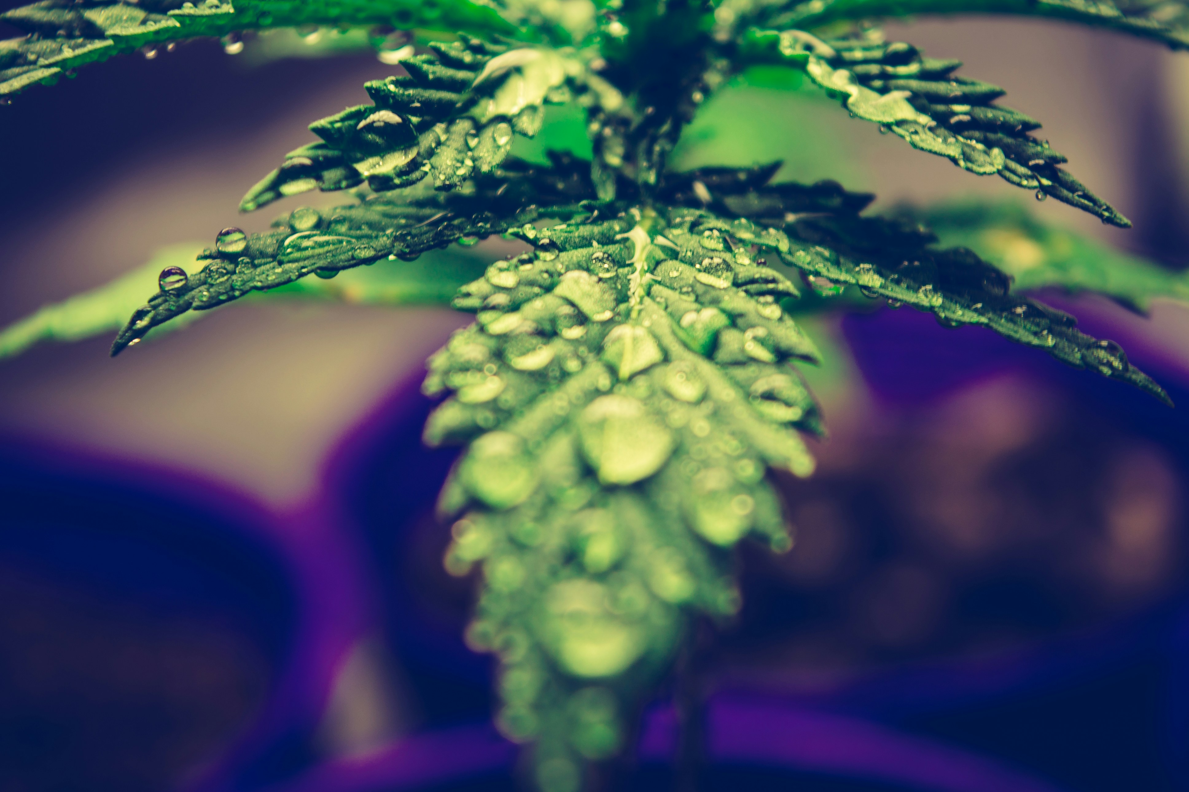 Cannabis VPD chart for home growers. Pick a stage, plug in your tent's temperature and humidity, and see whether you're in range.