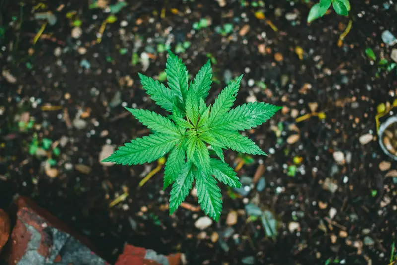 Cannabis pest identifier. Pick the symptom you see on your plant and the picker narrows to the likely bug.
