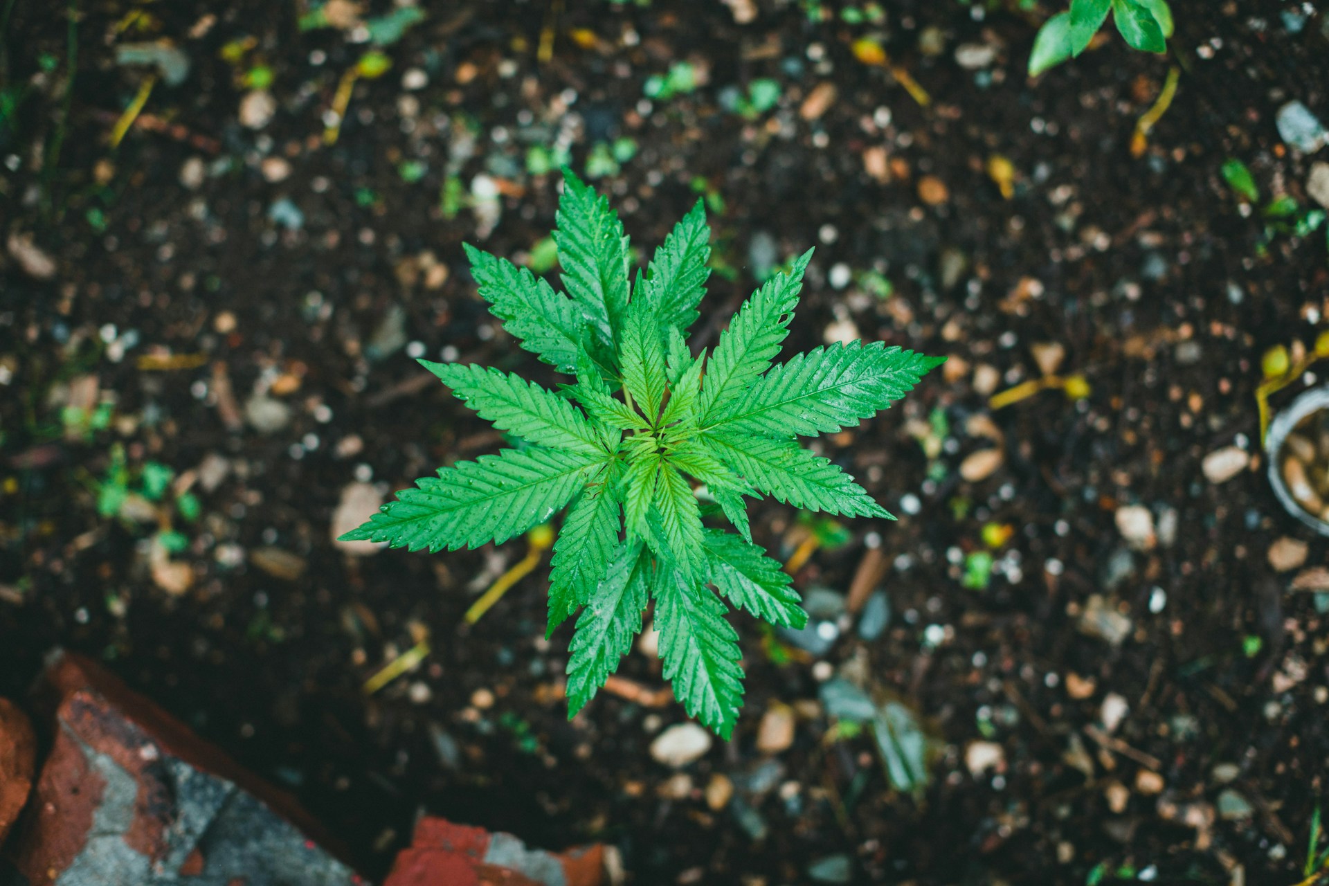 Cannabis pest identifier. Pick the symptom you see on your plant and the picker narrows to the likely bug.